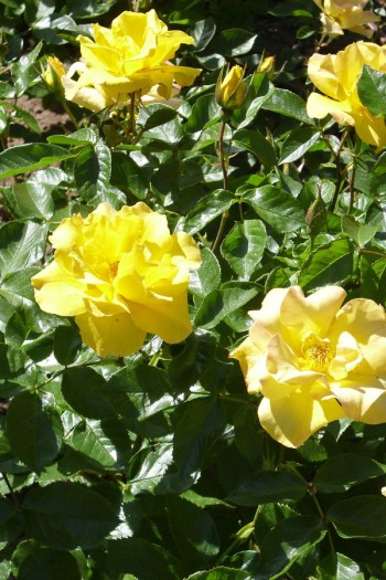 Роза Голден Фаер | Троянда Голден Фаєр | Rosa Golden Fire